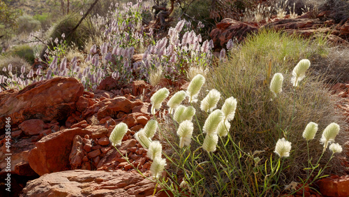 pink and white mulla mulla wildflowers growing at kings canyon photo