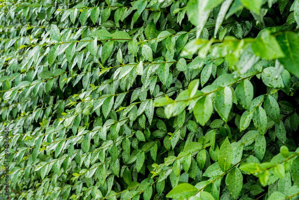Obraz premium green leaves background
