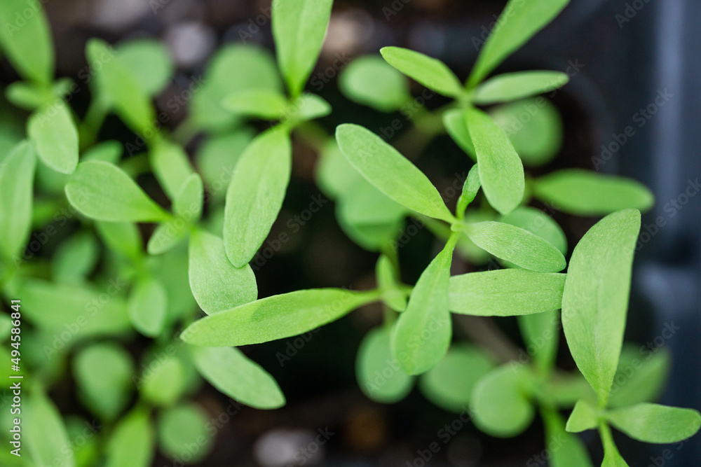 alyssum Seedlings Stock Photo Adobe Stock