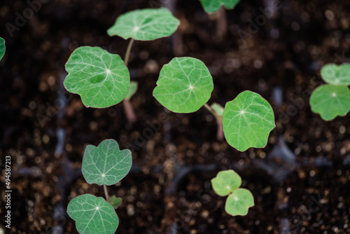 Nasturtium Seedlings
