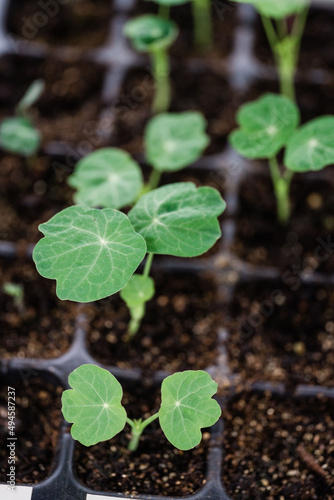 Nasturtium Seedlings
