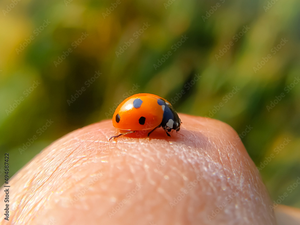A macro shot of ladybug on man's skin with blurred background A macro shot of ladybug on man's skin with blurred background