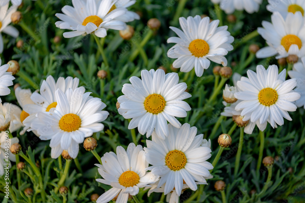 Selective focus of white flowers Leucanthemum maximum in the garden, Shasta daisy is a commonly grown flowering herbaceous perennial plant with the classic daisy appearance, Nature floral background.