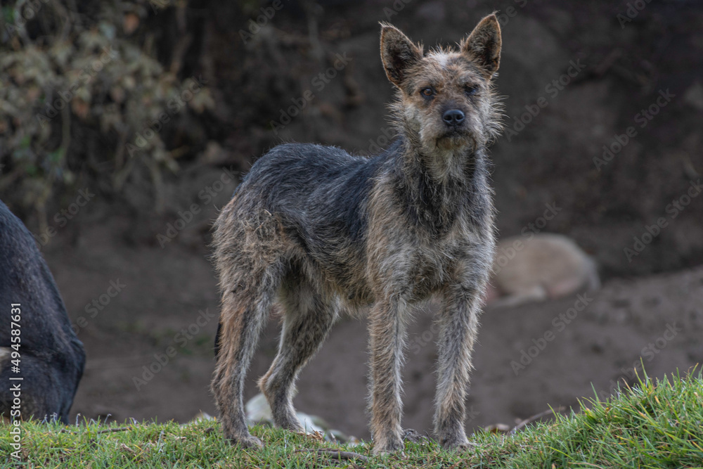 Obraz premium perros criollos cuidan los terrenos de la finca