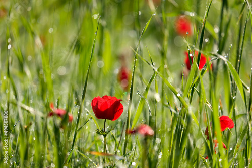 Blooming wild anemone (lat.- A. coronaria) in the meadow