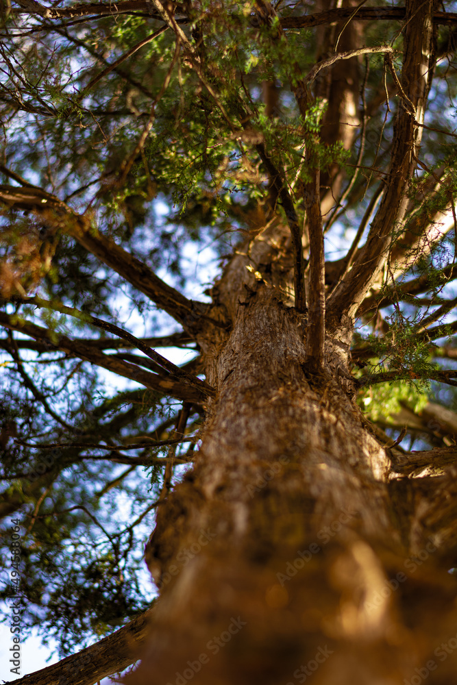 Fototapeta premium Pine Tree