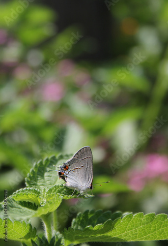 Wallpaper Mural Gray Hairstreak Butterfly - Strymon melinus on Lantana Leaf Torontodigital.ca