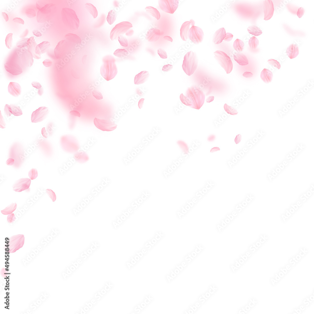 Sakura petals falling down. Romantic pink flowers falling rain. Flying petals on white square background. Love, romance concept. Marvelous wedding invitation.