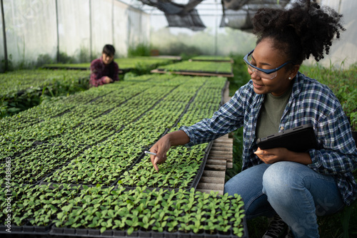 A black female farmer using a tablet smiling friendly at the organic vegetable plots inside the nursery.African woman Taking care of the vegetable plot with happiness in greenhouse using technology.