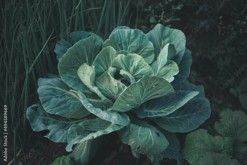 Fototapeta premium horta, hortaliça, plantas, fazenda, roça