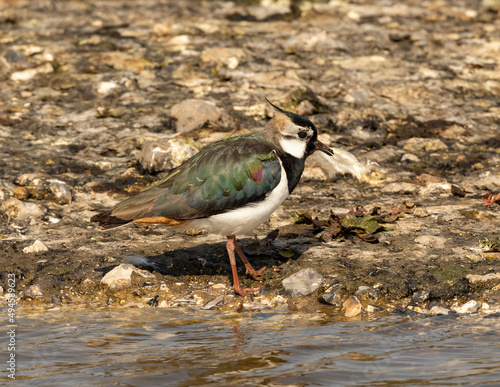 lapwing on the lake shore