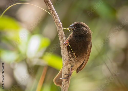 Fotografie A black faced grassquit feeds on grass seed perched on the side of a tree limb