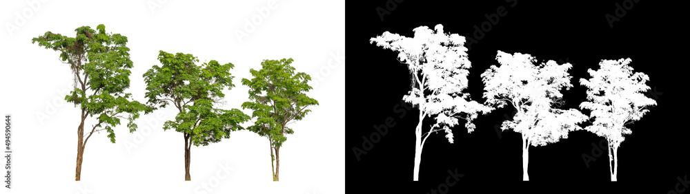 Tree on transparent picture background with clipping path, single tree with clipping path and alpha channel Tree on transparent picture background with clipping path, single tree with clipping path and alpha channel