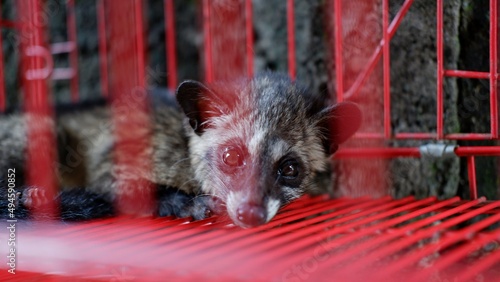 Photography Scared face and sad eyes from Paradoxurus hermaphroditus known as Asian palm civet, common palm civet, toddy cat and musang in a red cage