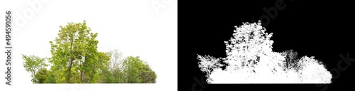 Green Trees isolated on white background.are Forest and foliage in summer for both printing and web pageswith cut path and alpha channel.