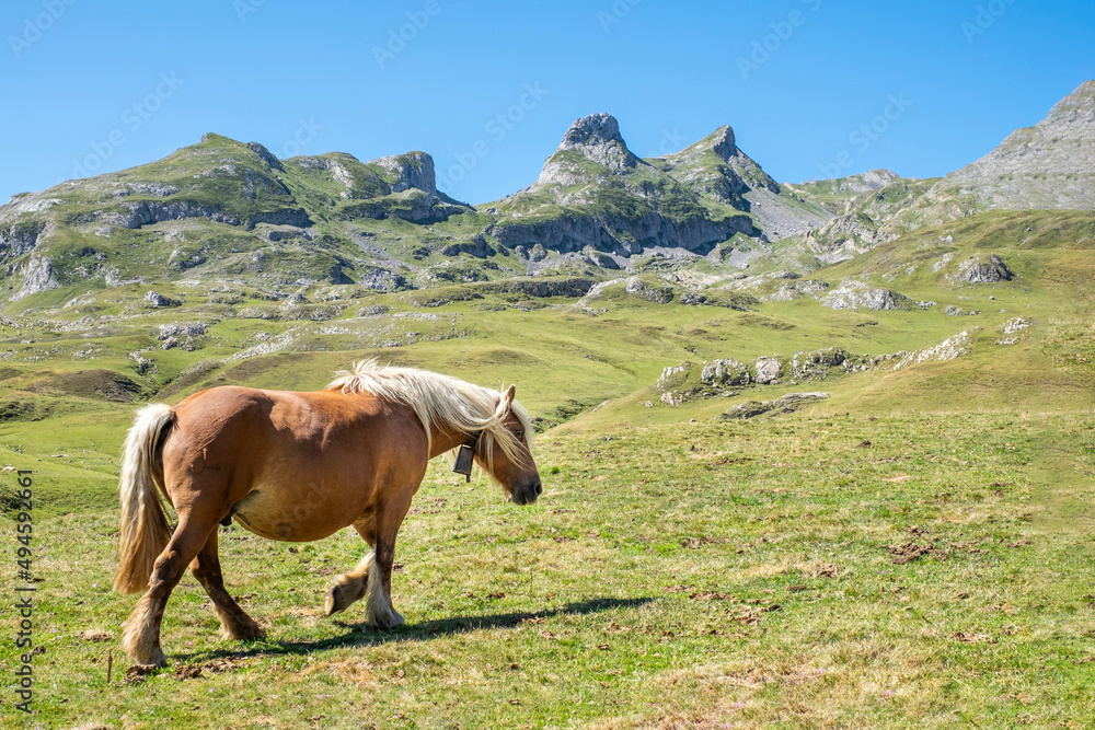 percheron horse with white mane, walking through a green meadow, with rocky mountains in the background, on a clear day