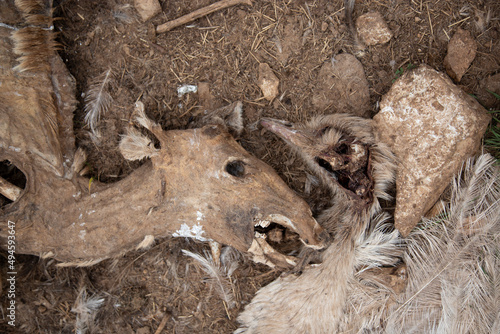 deer and bird exotic game dead and rotting. died of sickness. 