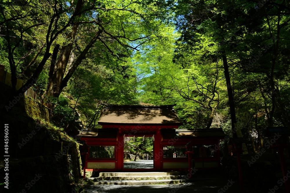 KIFUNE JINJA shrine in fresh green season KIFUNE JINJA shrine in fresh green season