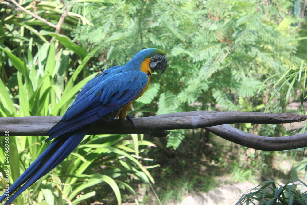 Parrot Parrot