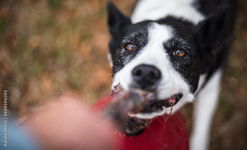 Dog playing Tug