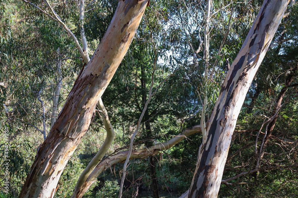 eucalyptus tree trunks in bushland in morning light eucalyptus tree trunks in bushland in morning light