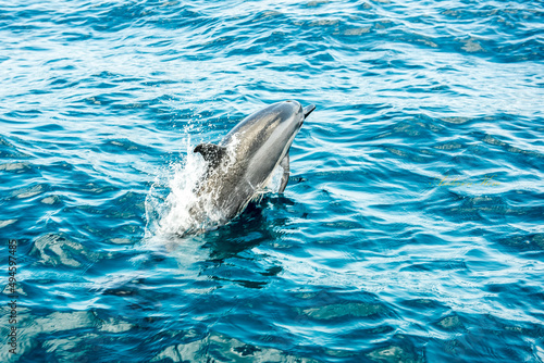 Golfinho em Fernando de Noronha photo