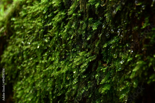 Close up shot of moss with drop of water