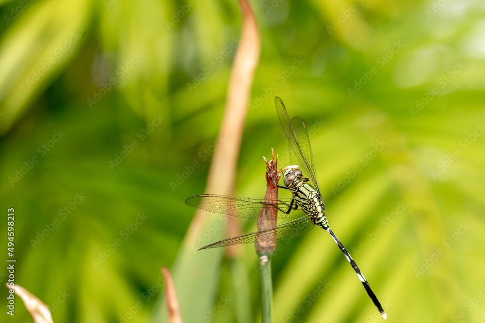 A green dragonfly with black stripes perched on a yellow iris flower bud, blurred green foliage background A green dragonfly with black stripes perched on a yellow iris flower bud, blurred green foliage background