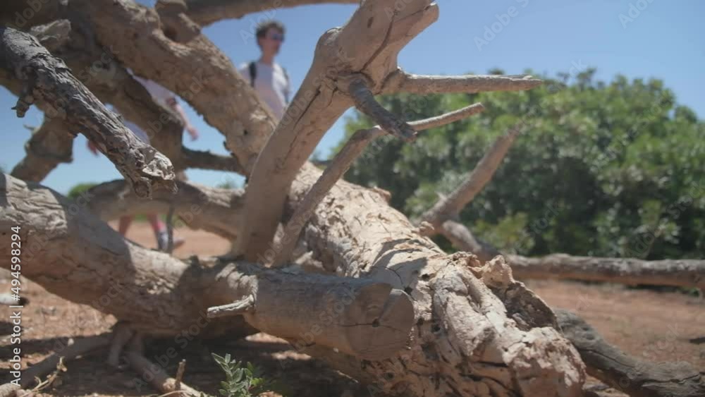 Wooden logs with people passing by in the background Wooden logs with people passing by in the background
