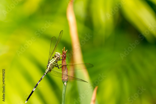 A green dragonfly with black stripes perched on a yellow iris flower bud, blurred green foliage background