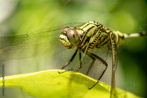 A green dragonfly with black stripes perches on the top of the leaf, the background of the green leaves is blurry © pariketan
