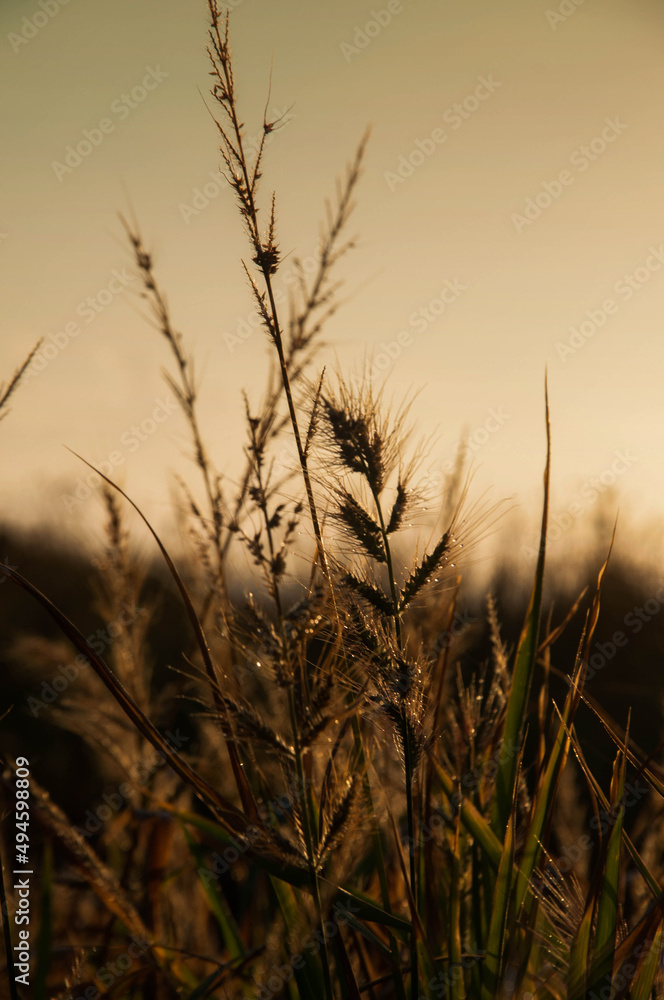 macrophotography of wild grasses in brazil