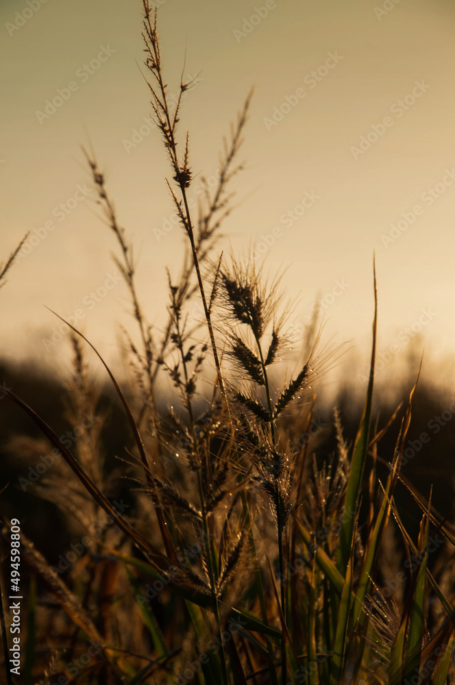 macrophotography of wild grasses in brazil macrophotography of wild grasses in brazil