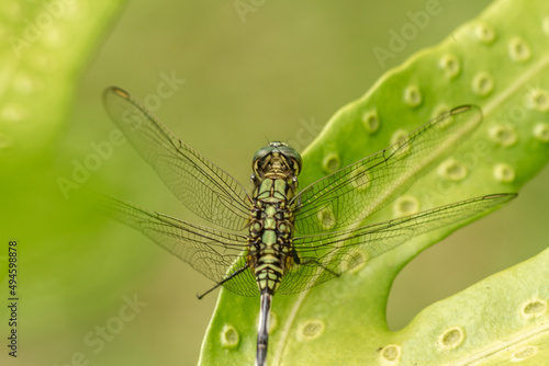 A green dragonfly with black stripes perches on the top of the leaf, the background of the green leaves is blurry