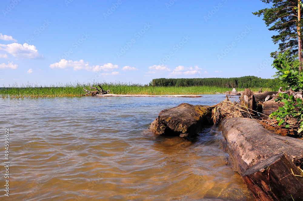 Felled logs on the shore of a large lake in the thickets of reeds.
