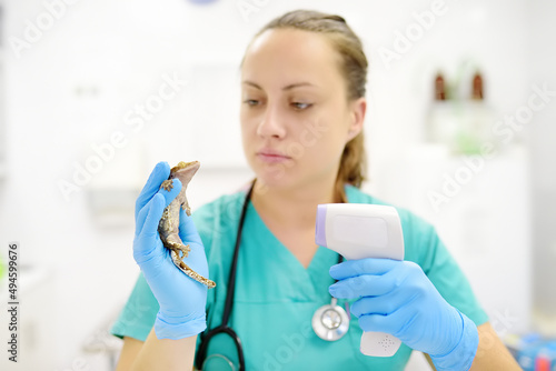 Veterinarian doctor is measuring temperature geko. Exotic animals. Health of pet.