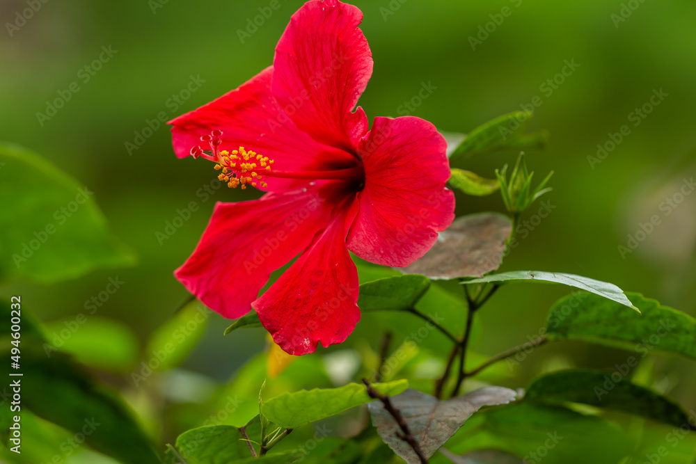 Shoeblackplant flowers in bloom are striking red, attracting honey-seeking beetles, natural concept Shoeblackplant flowers in bloom are striking red, attracting honey-seeking beetles, natural concept