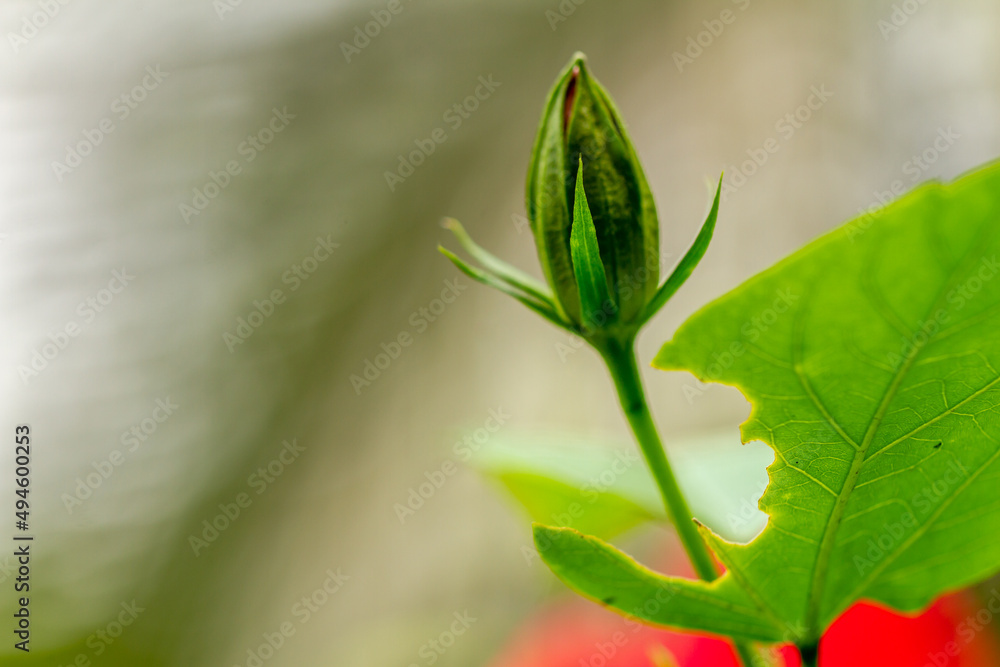 Shoeblackplant flower buds that will bloom in a striking red color, attract the attention of honey-seeking beetles, natural concept Shoeblackplant flower buds that will bloom in a striking red color, attract the attention of honey-seeking beetles, natural concept