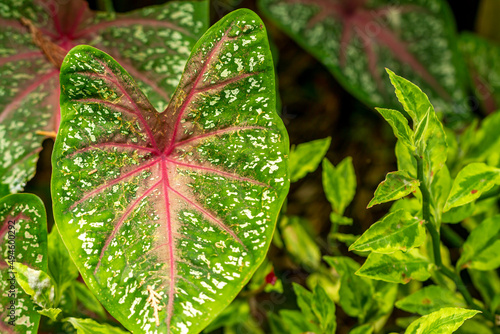 Принти на полотні Taro plant leaves that have colorful leaves, can be used to beautify the garden
