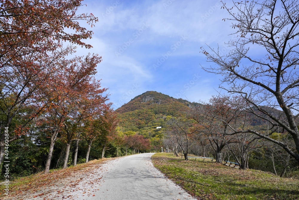 青空バックに見上げる天空の鳥居がある山の紅葉情景＠香川