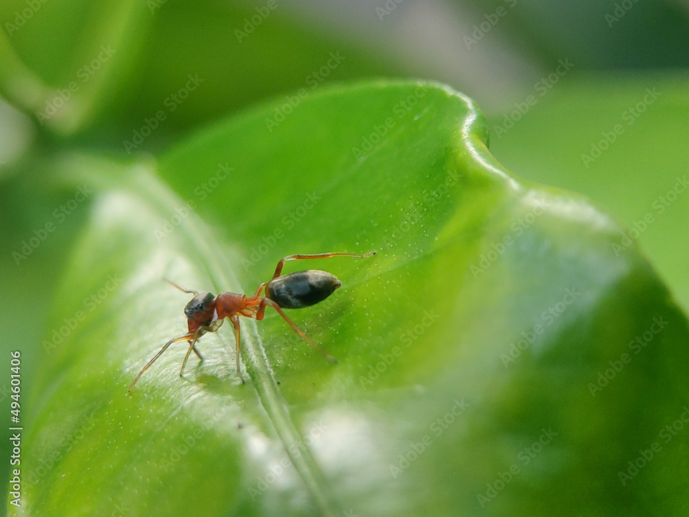 Fototapeta premium Myrmarachne formicaria is a species of jumping spider. It mimics an ant. It is one of the few species in the genus Myrmarachne that is found outside the tropics.&nbsp;