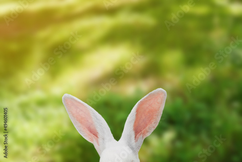 White rabbit ears on a green sunny lawn meadow. photo