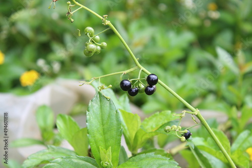 the black fruit of the wild plant by the creek