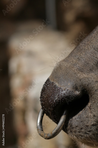 Búfalo de agua con aro en la nariz