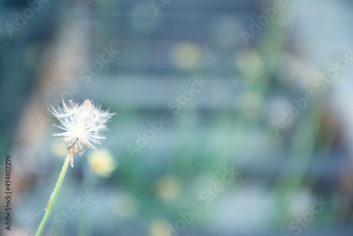 White hay flowers on a blurry background in cyan tones for a beautiful natural background.