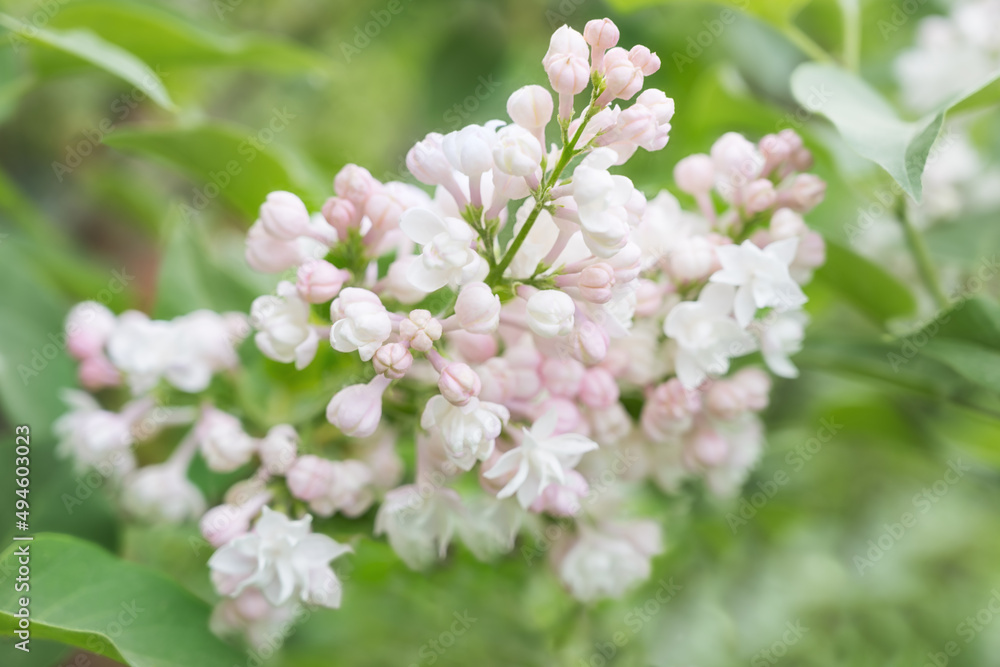 Blooming pale pink lilac twig surrounded by spring foliage close-up with selective focus. Soft photo of a garden lilac outdoors. The scent of lilac is a timeless classic. Blooming pale pink lilac twig surrounded by spring foliage close-up with selective focus. Soft photo of a garden lilac outdoors. The scent of lilac is a timeless classic.