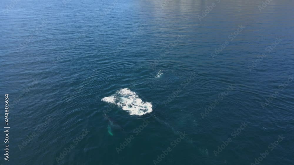 Humpback Whales in the Ocean. Aerial View Humpback Whales in the Ocean. Aerial View