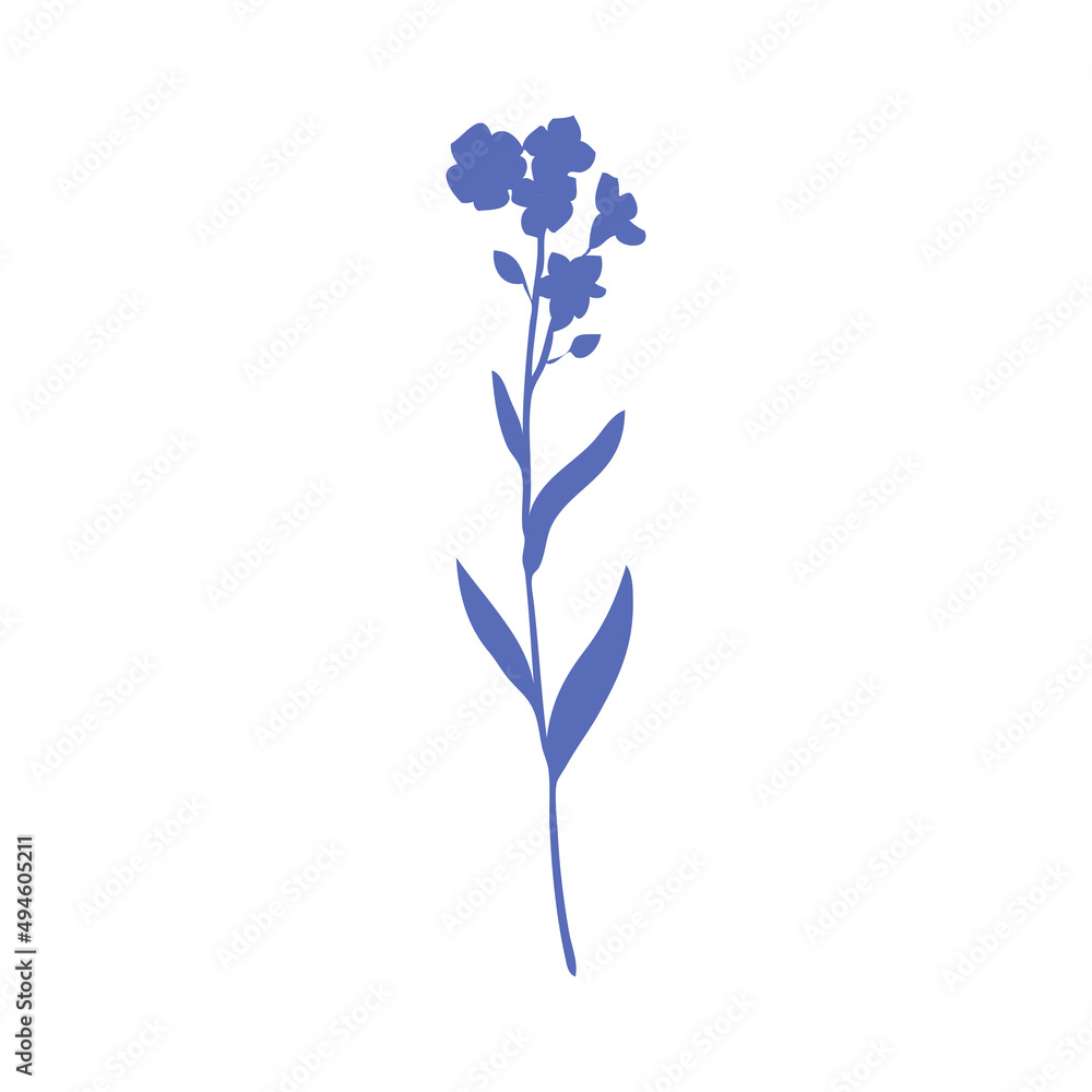 Forget-me-not flower vector illustration isolated on white background, colorful delicate silhouette, decorative herbal doodle, for design medicine, wedding invitation, greeting card, floral cosmetic Forget-me-not flower vector illustration isolated on white background, colorful delicate silhouette, decorative herbal doodle, for design medicine, wedding invitation, greeting card, floral cosmetic