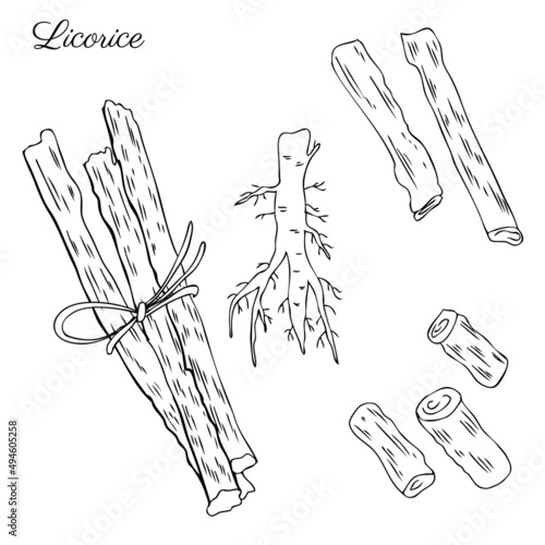 Licorice sticks root vector hand drawn illustration isolated on white background, ink sketch, decorative herbal line art doodle, medical herb for design cosmetic, natural medicine