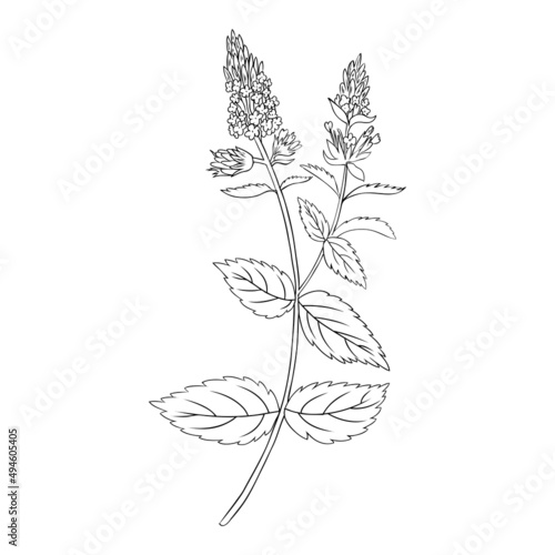 Mint branch, leaves and flower isolated on white, Hand drawn vector spicy herb outline, Doodle cooking ingredient line art peppermint for design natural cosmetic, organic medicine, herbal tea package